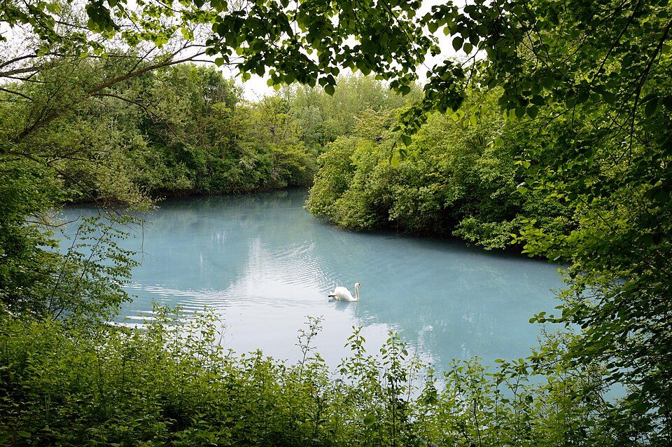 Teich mit Schwan zwischen dichtem Grün an den Harpener Teichen in Bochum-Harpen